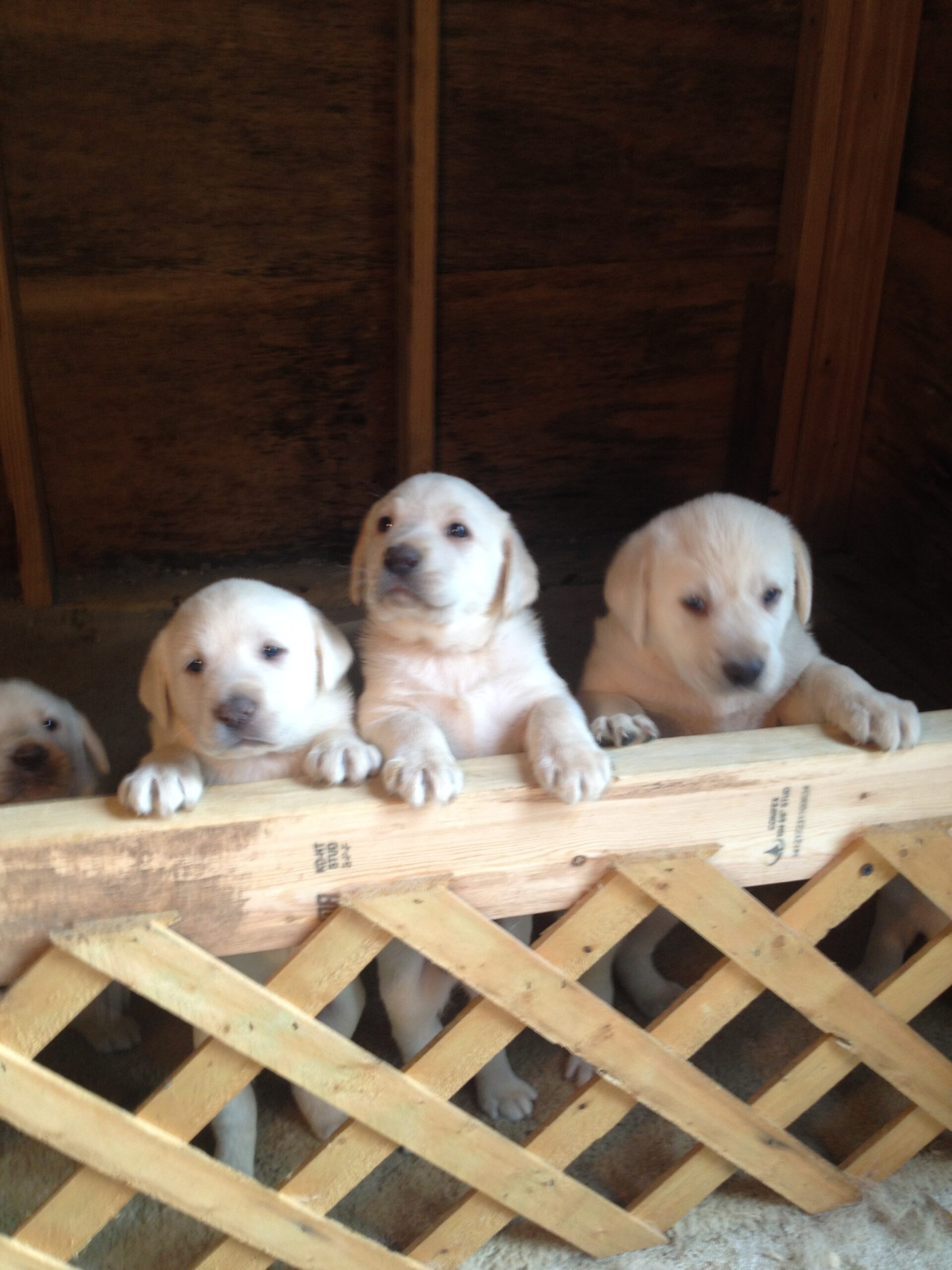 Yellow Lab Pups AKC