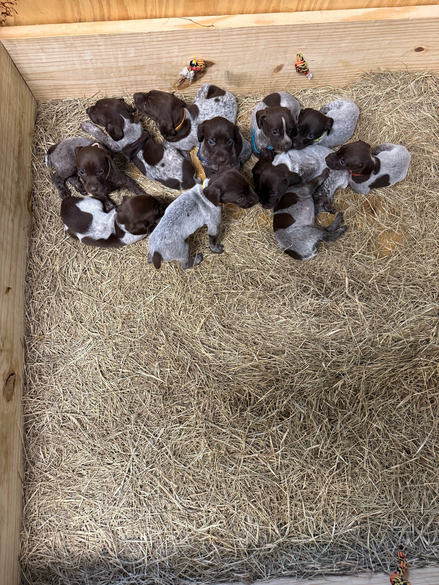 AKC REGISTERED German shorthair pointer