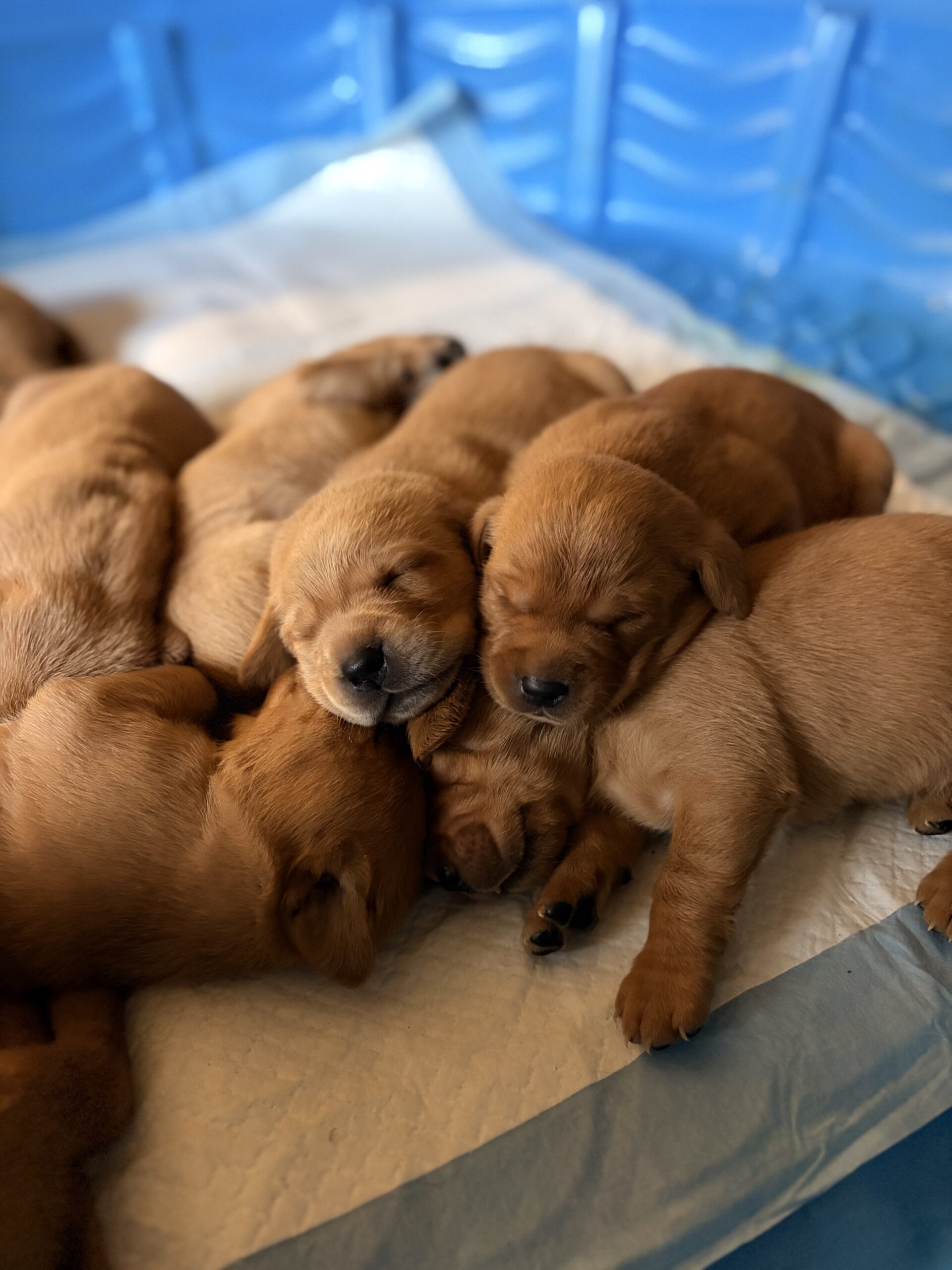 AKC registered Labrador retriever pups