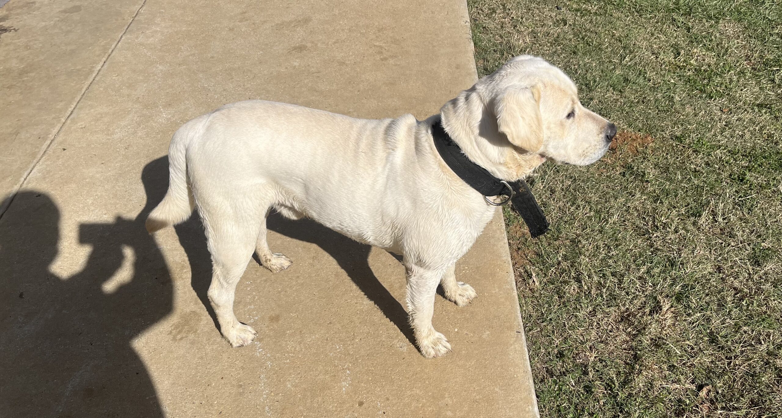 Yellow and White Lab Pups