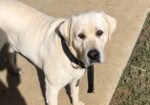 AKC Yellow / White Labrador Retrievers