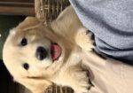 AKC GOLDEN RETRIEVER PUPPIES