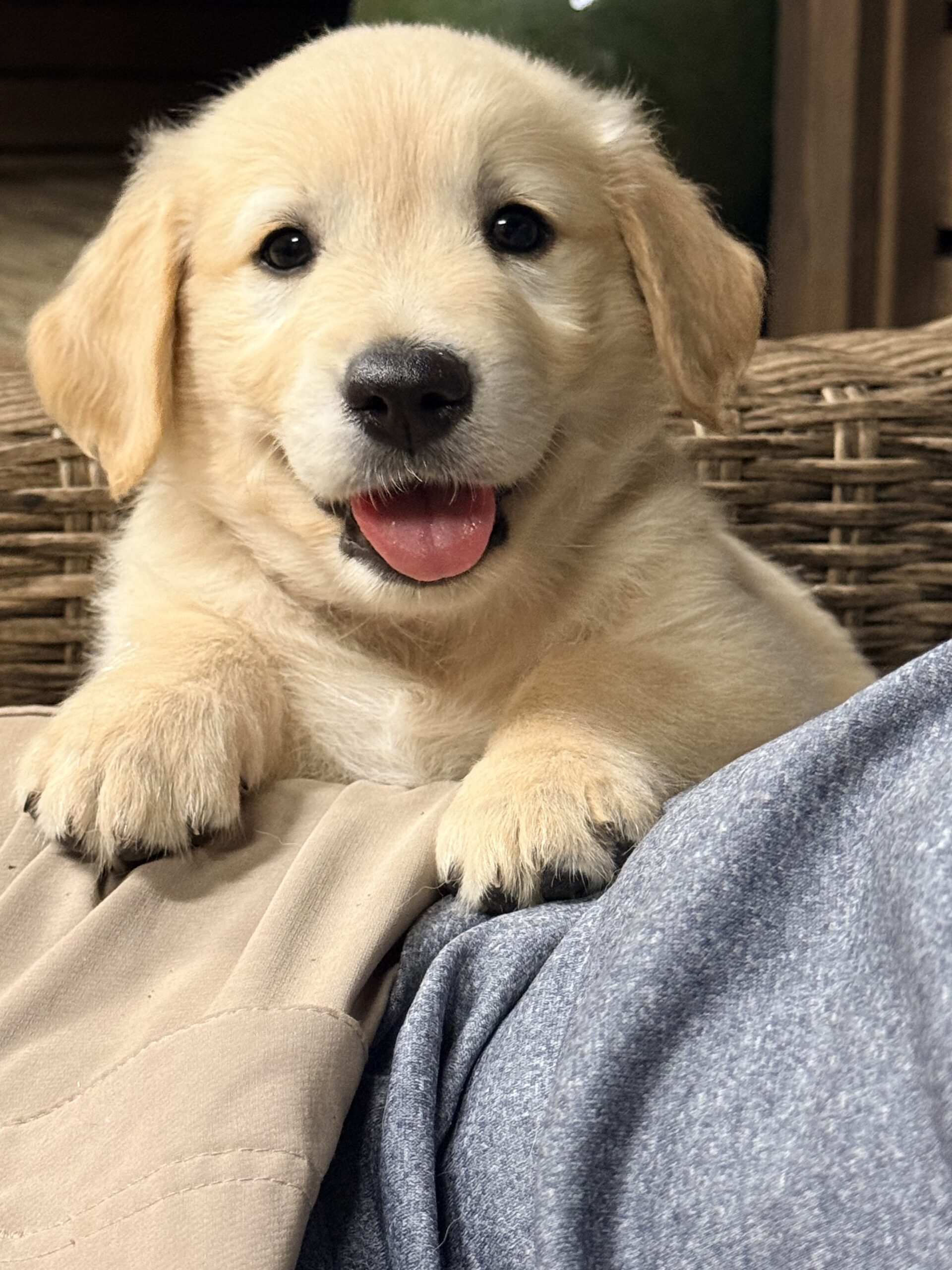AKC GOLDEN RETRIEVER PUPPIES