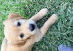 AKC GOLDEN RETRIEVER PUPPIES