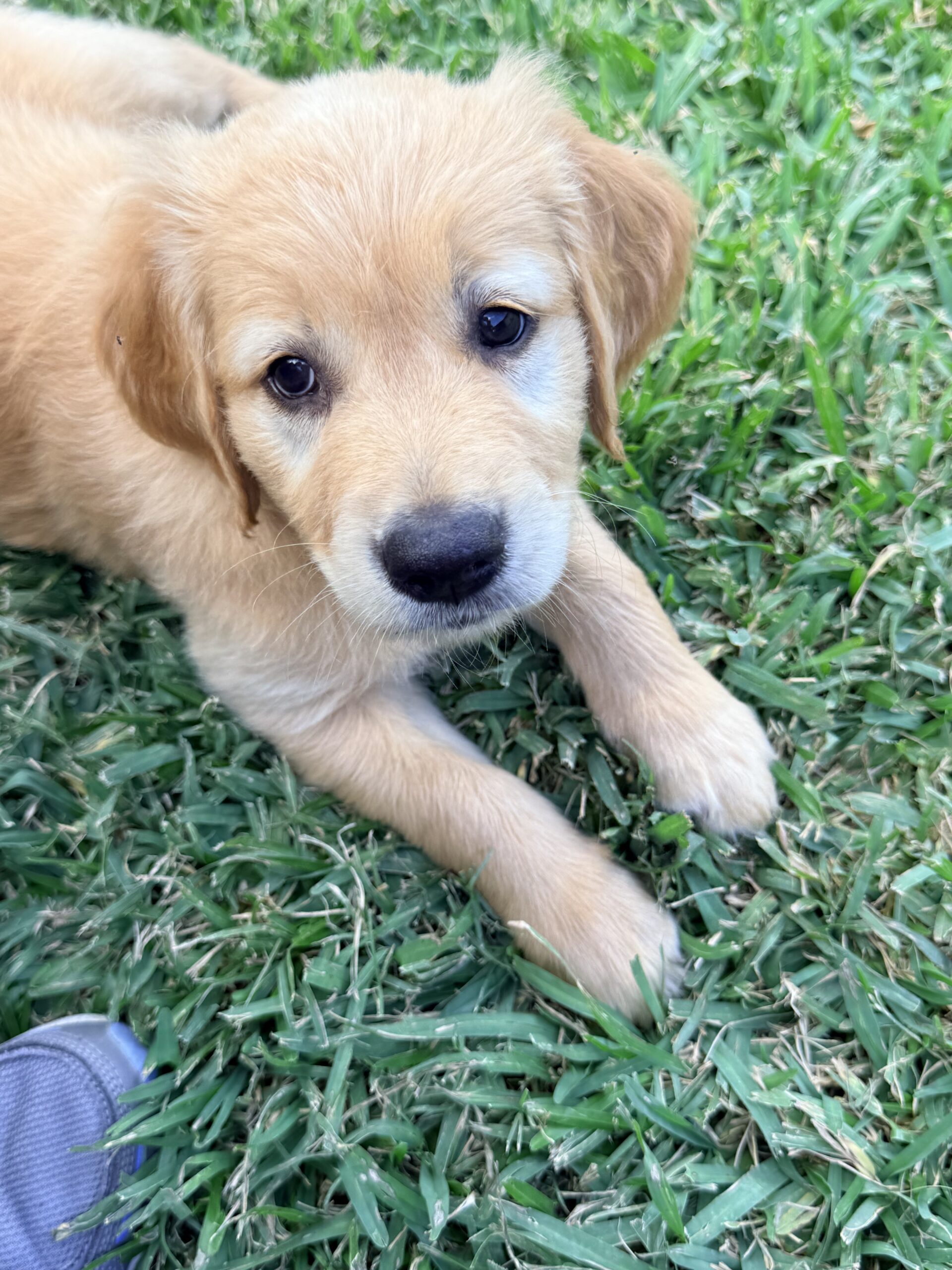AKC GOLDEN RETRIEVER PUPPIES
