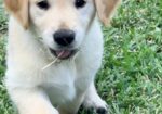 AKC GOLDEN RETRIEVER PUPPIES