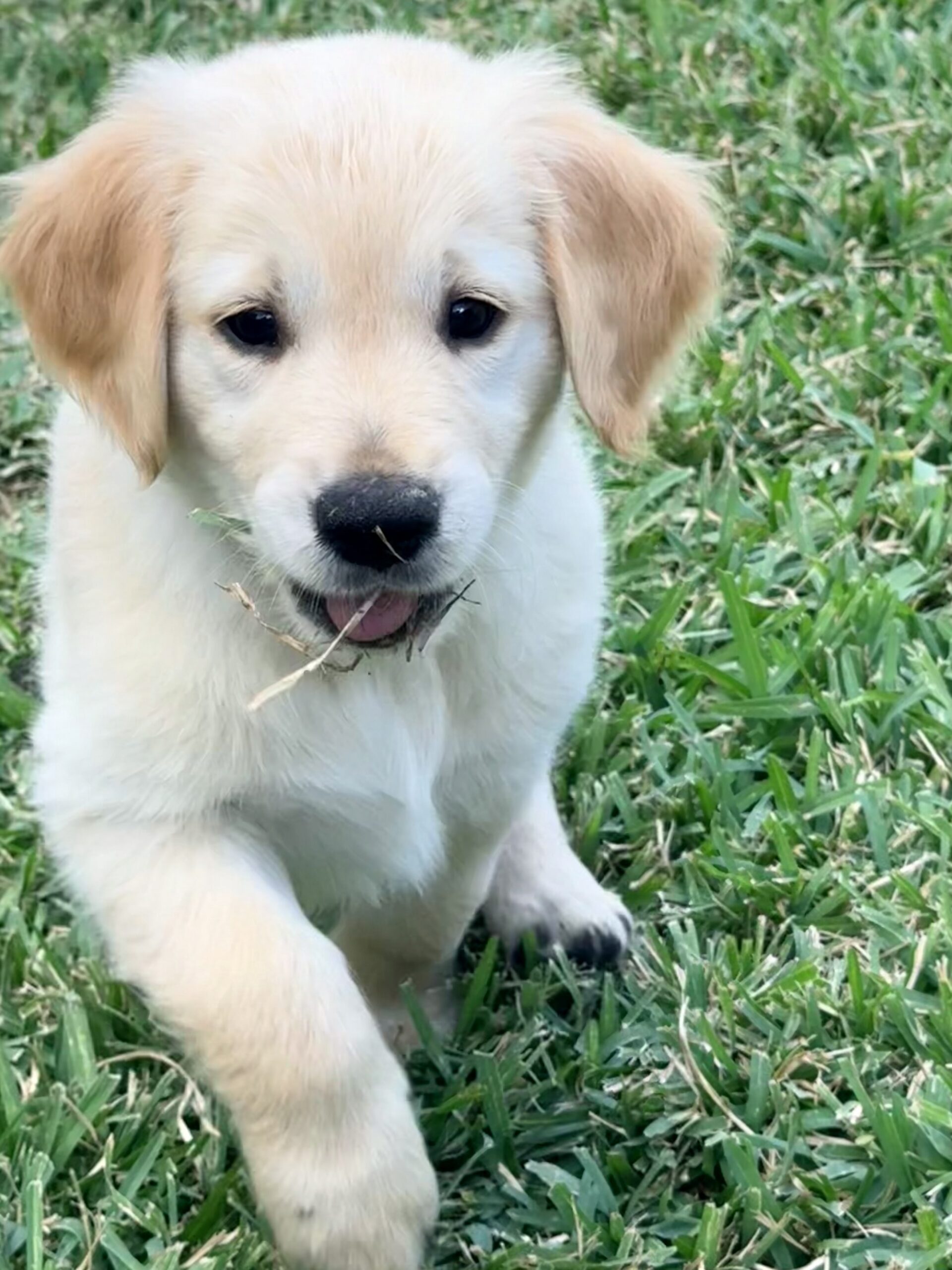 AKC GOLDEN RETRIEVER PUPPIES