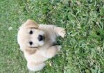 AKC GOLDEN RETRIEVER PUPPIES