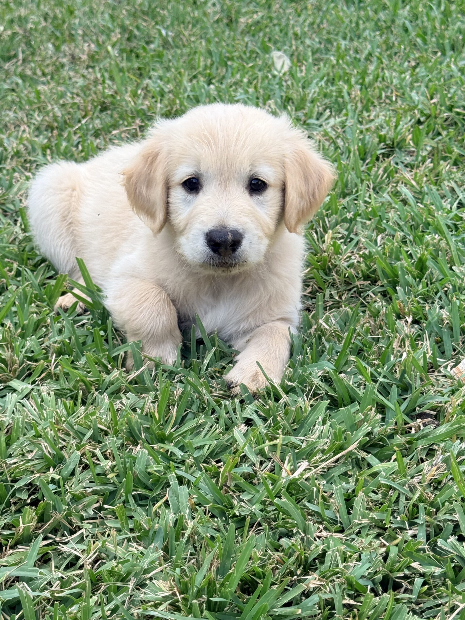 AKC GOLDEN RETRIEVER PUPPIES