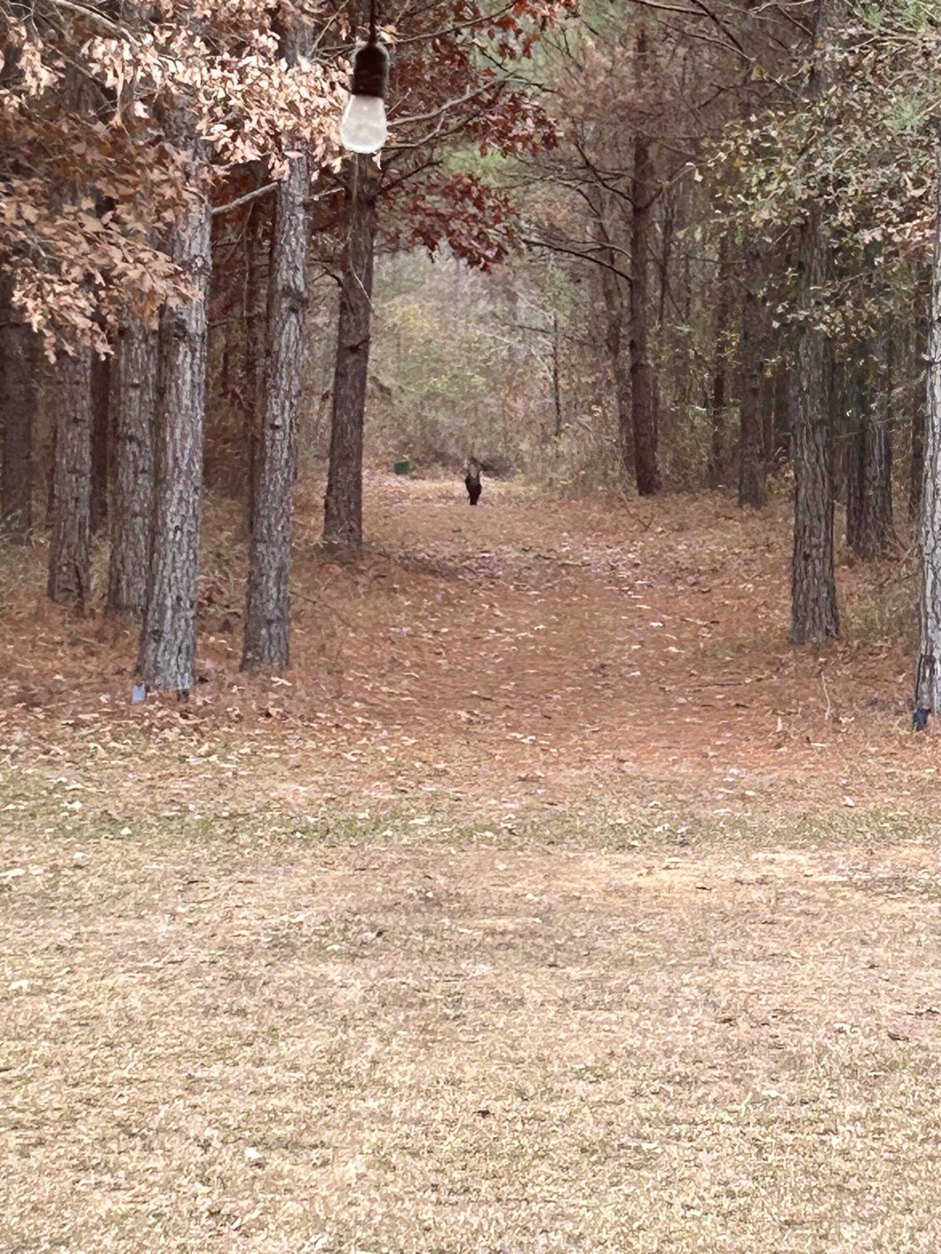 DEER / TURKEY / HOG & FISHING CAMP