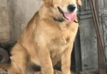 Male Golden Retriever