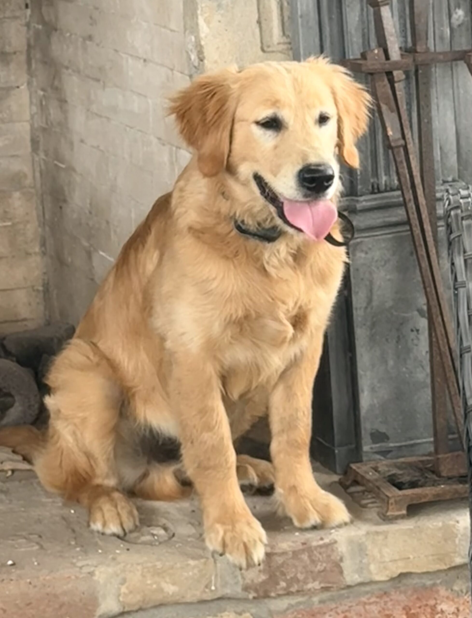 Male Golden Retriever
