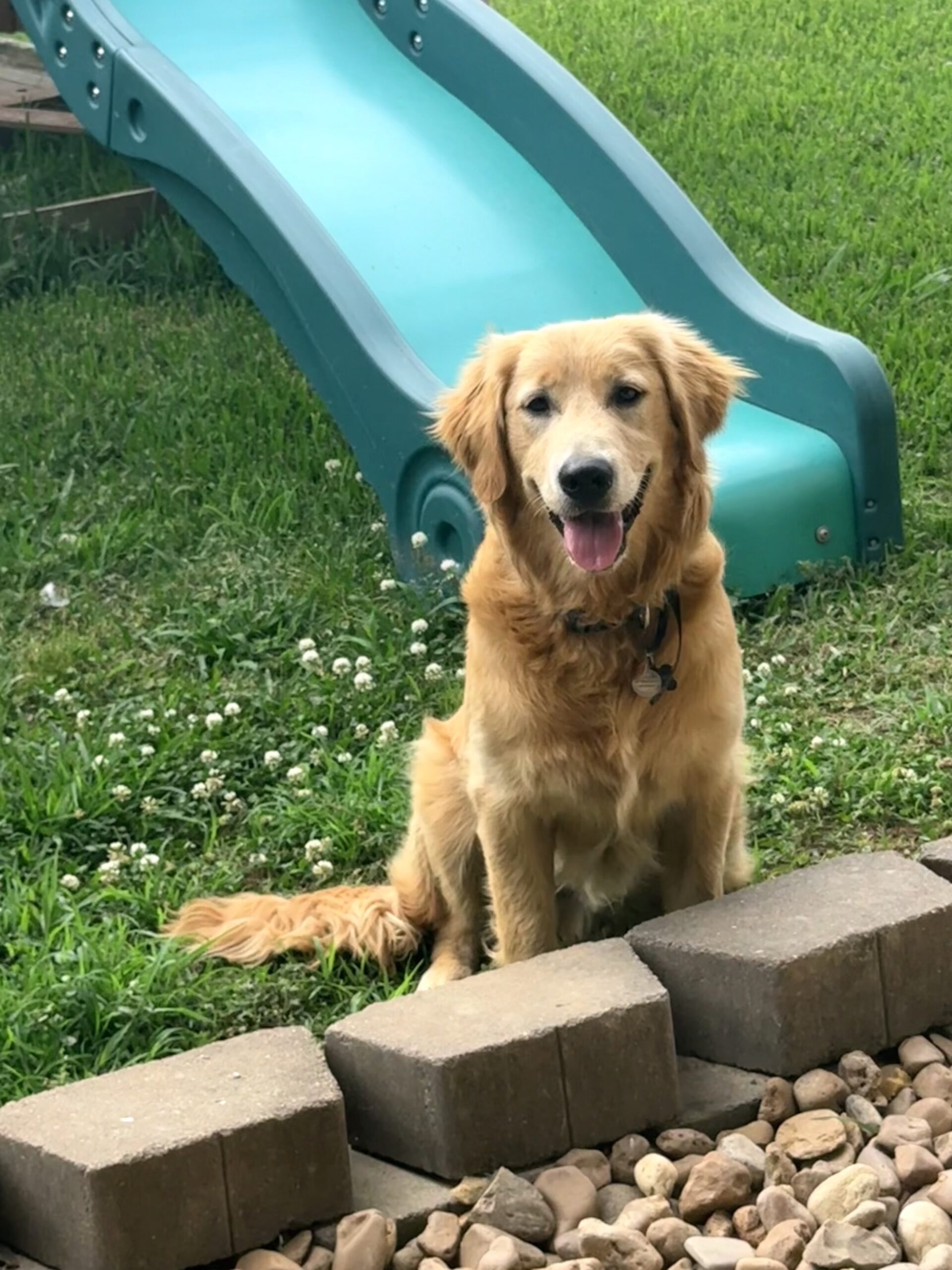 Male Golden Retriever
