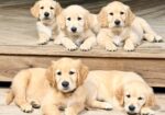 AKC GOLDEN RETRIEVER PUPPIES