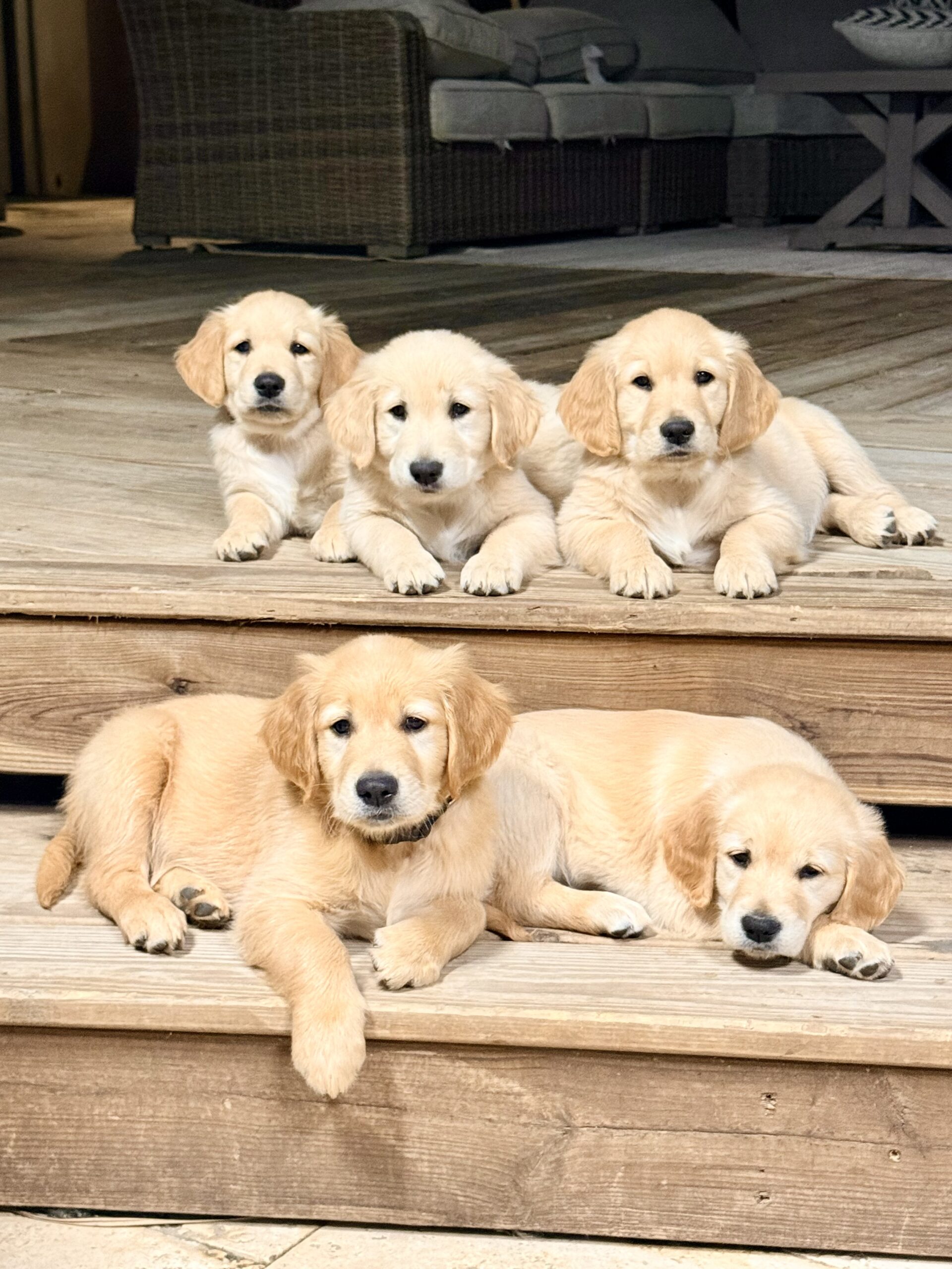 AKC GOLDEN RETRIEVER PUPPIES