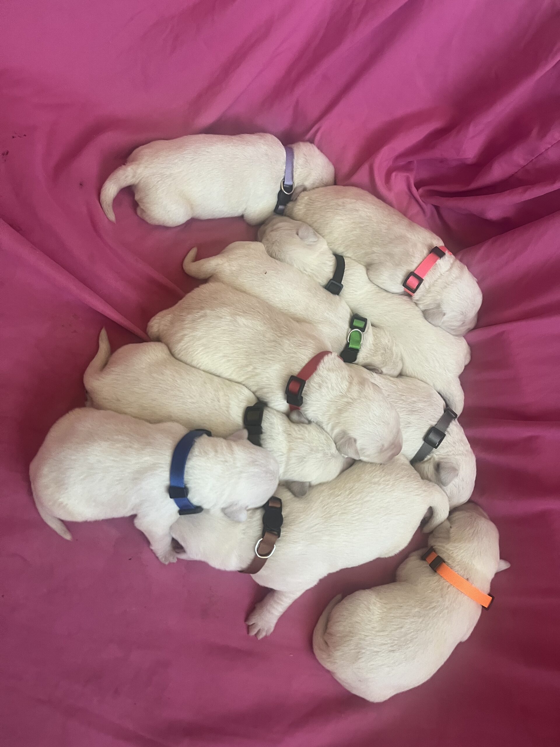 AKC Yellow / White Labrador Retrievers