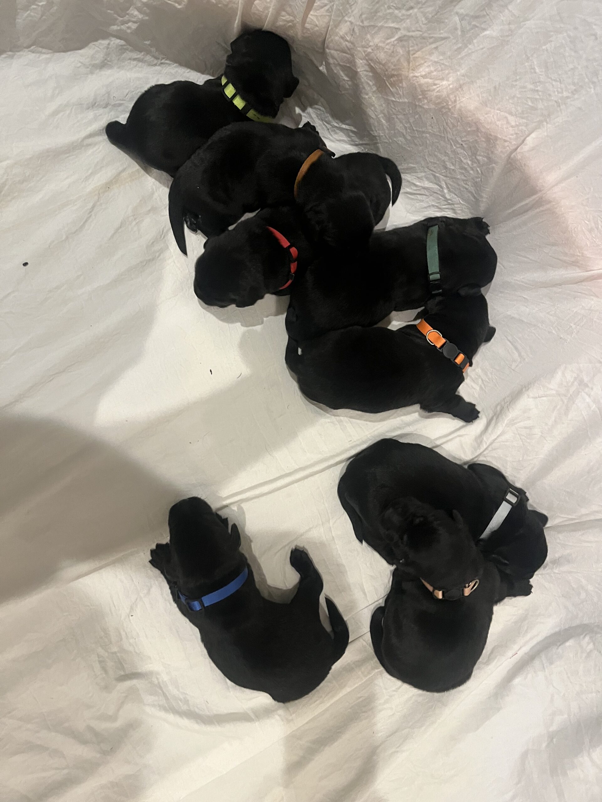 AKC Black Labrador Retriever Pups