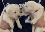 Yellow and White Lab Pups