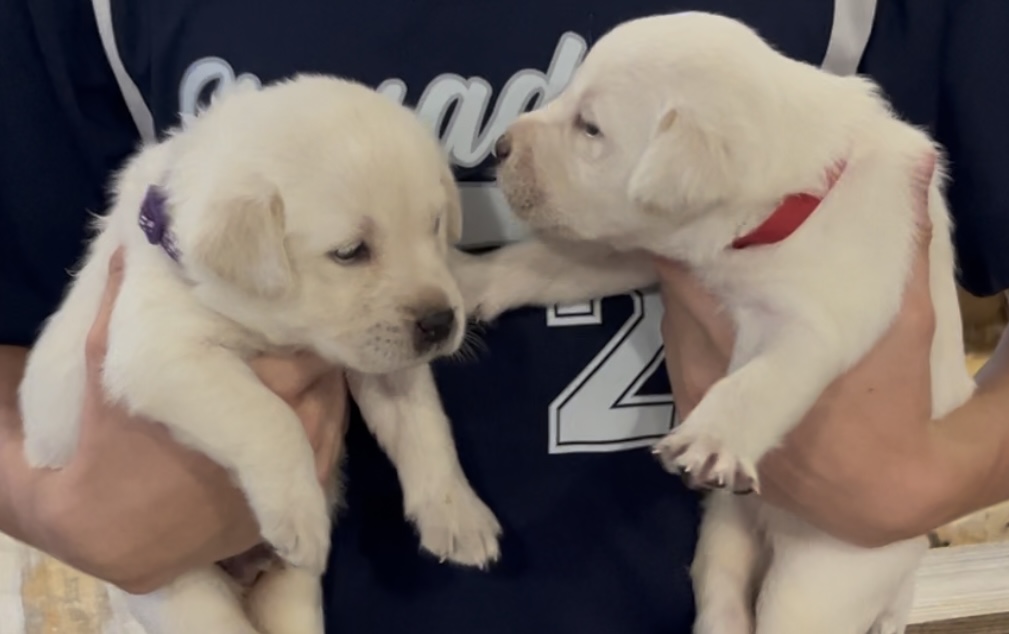 Yellow and White Lab Pups