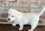 AKC White Yellow Lab Pups