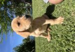 AKC & UKC registered litter of Labrador Retriever pups. READY NOW. Hamburg, Louisiana.