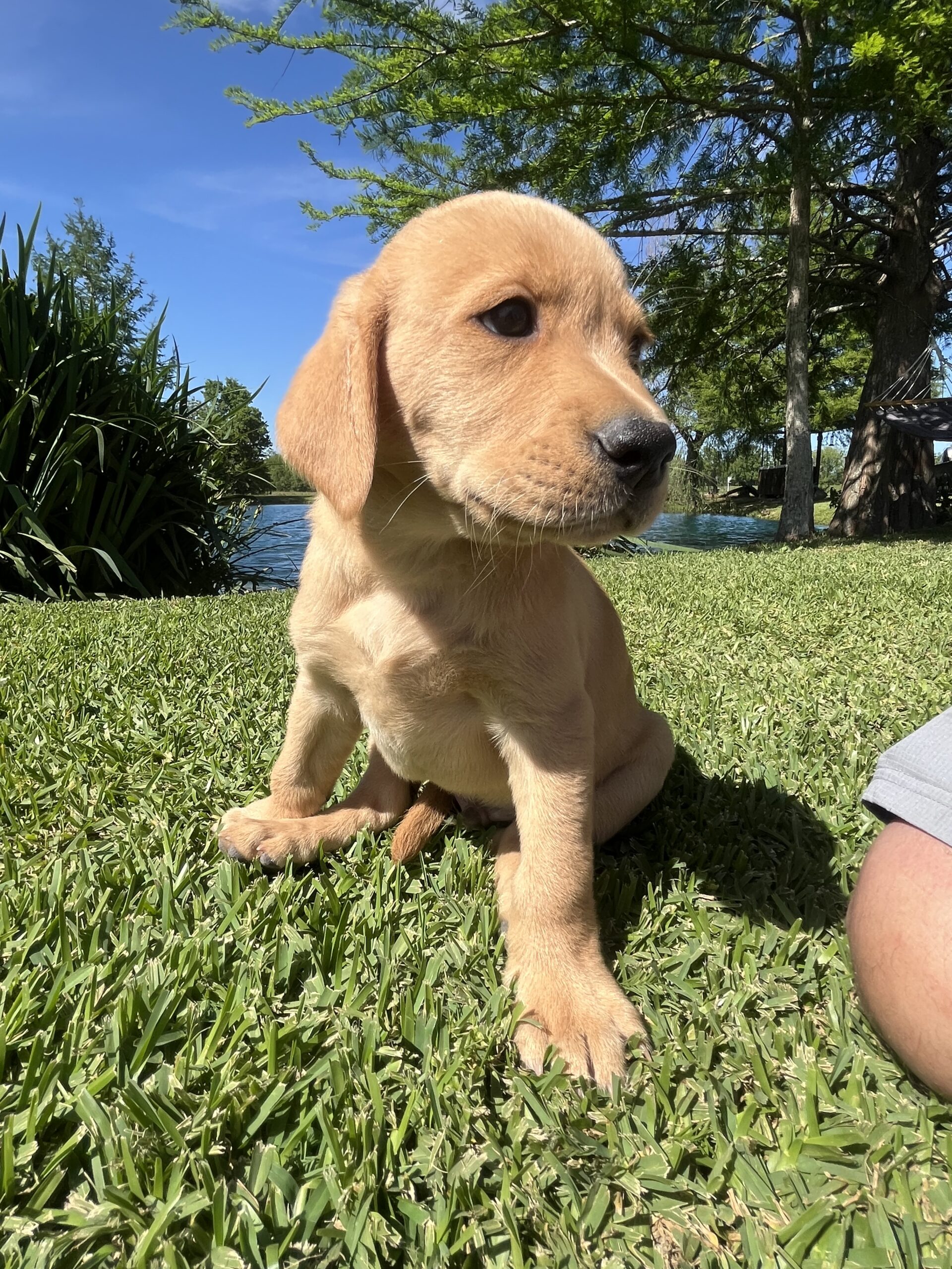 AKC & UKC registered litter of Labrador Retriever pups. READY NOW. Hamburg, Louisiana.