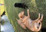 AKC & UKC registered litter of Labrador Retriever pups. READY NOW. Hamburg, Louisiana.
