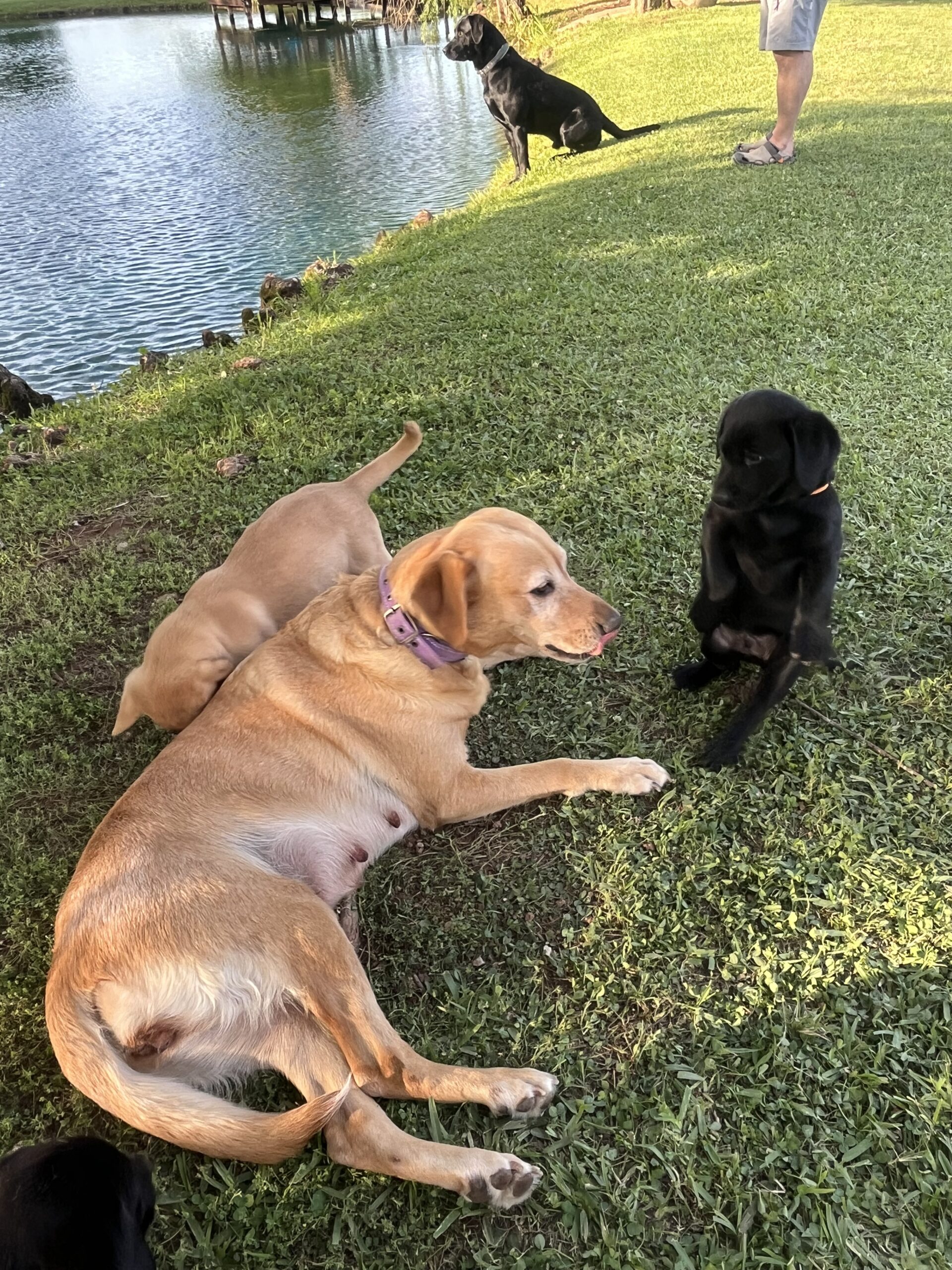 AKC & UKC registered litter of Labrador Retriever pups. READY NOW. Hamburg, Louisiana.