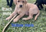 AKC & UKC registered litter of Labrador Retriever pups. READY NOW. Hamburg, Louisiana.