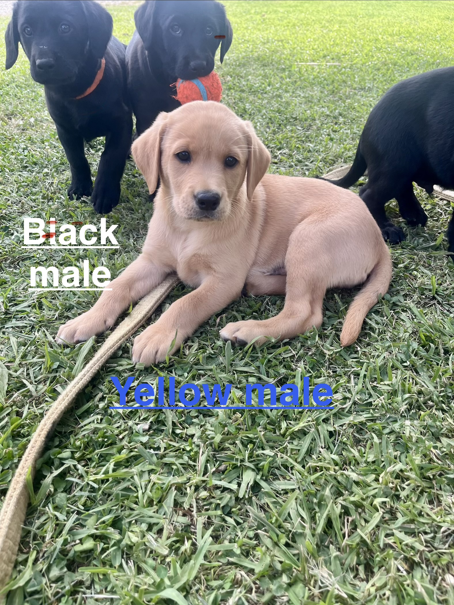 AKC & UKC registered litter of Labrador Retriever pups. READY NOW. Hamburg, Louisiana.