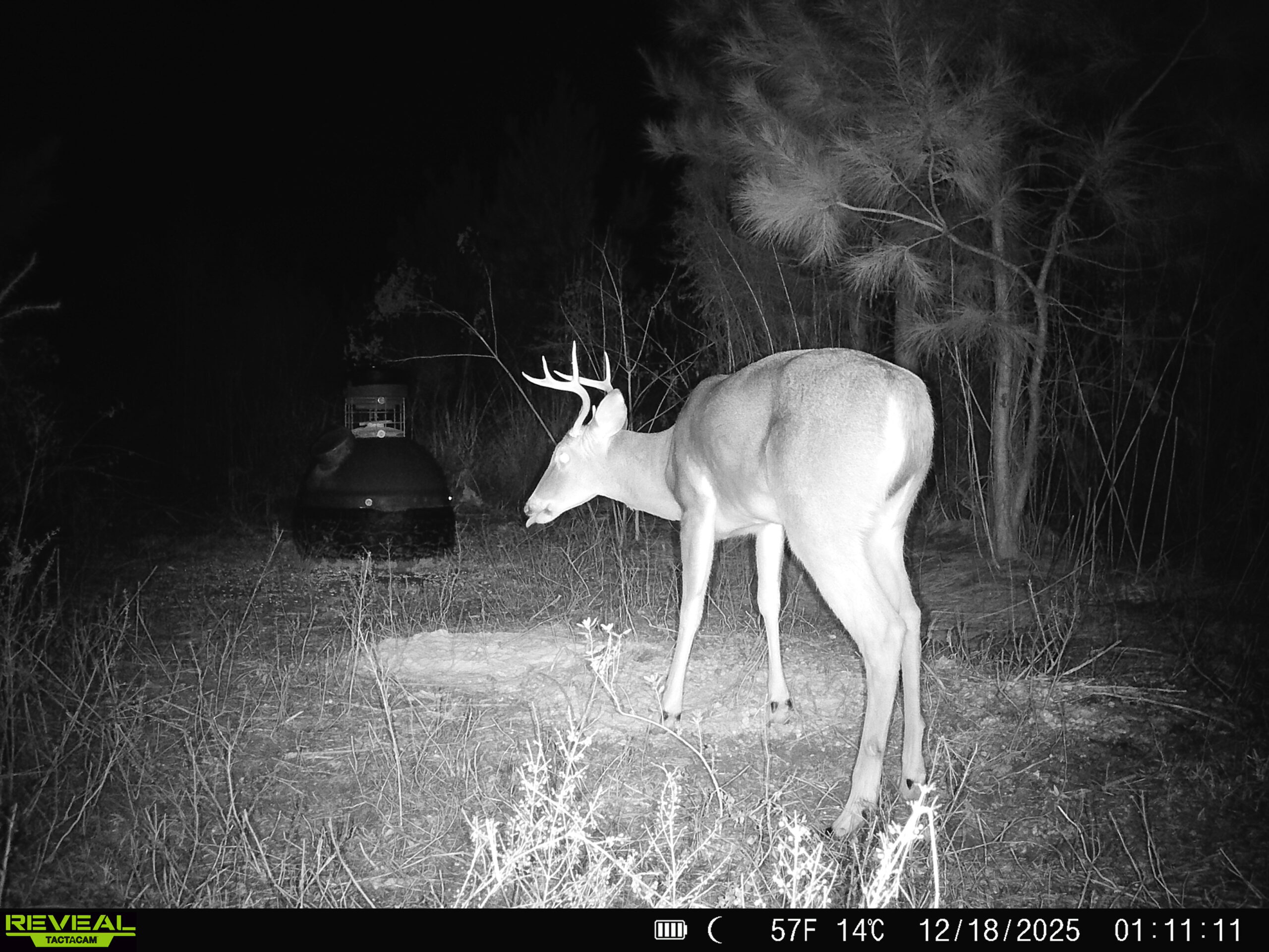 Coon Creek Hunting Club- Walker, Louisiana- Nearby Denham Springs- 1 Hour 20 Minutes from Metairie-