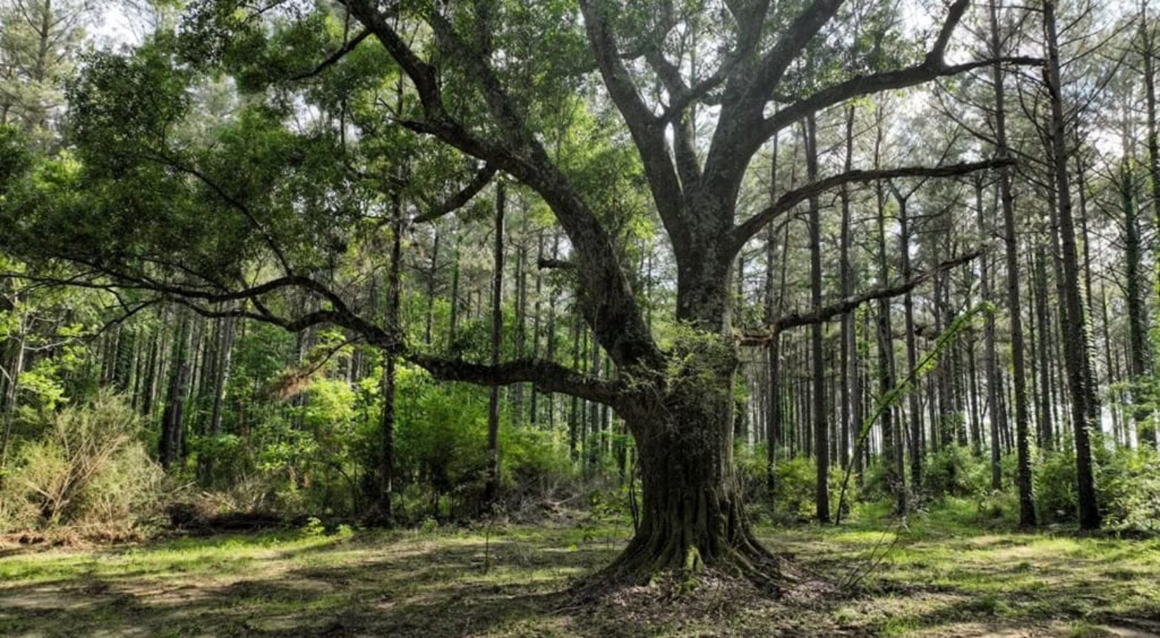 272 acres Amite County Miss with a 308 acre lease