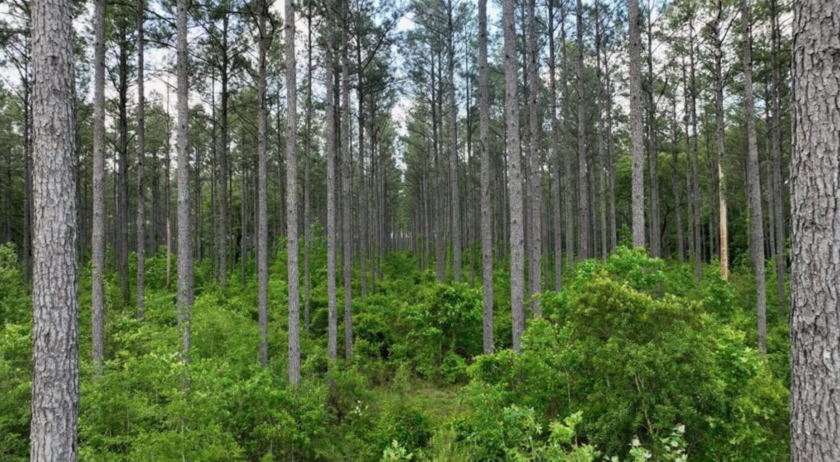 272 acres Amite County Miss with a 308 acre lease