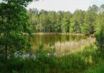 272 acres Amite County Miss with a 308 acre lease