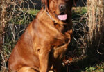 English/Show Fox Red Labrador Retrievers