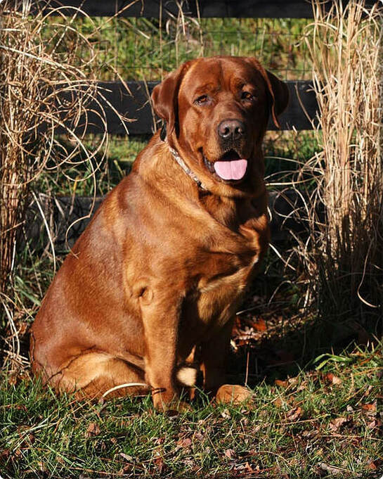 English/Show Fox Red Labrador Retrievers