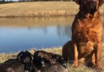 English/Show Fox Red Labrador Retrievers