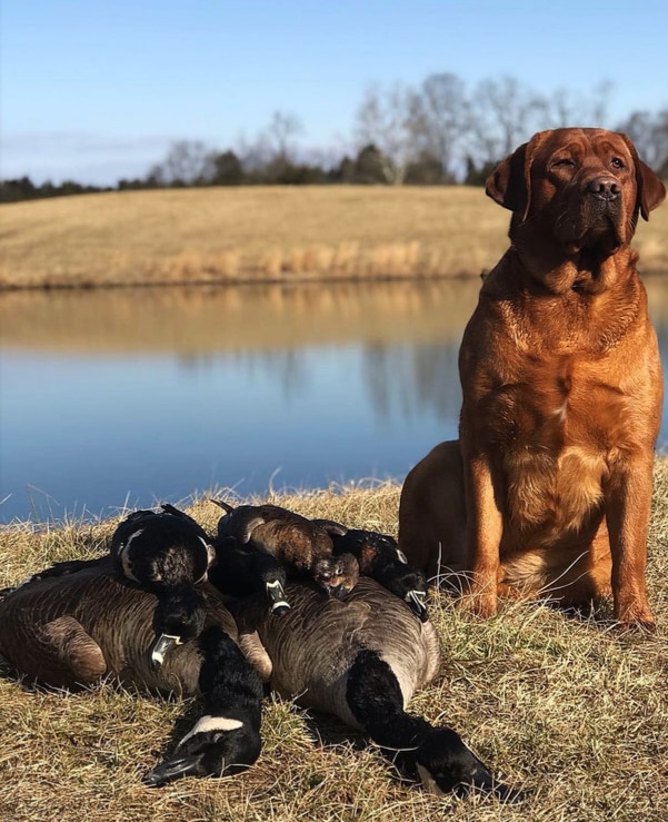 English/Show Fox Red Labrador Retrievers
