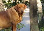 English/Show Fox Red Labrador Retrievers