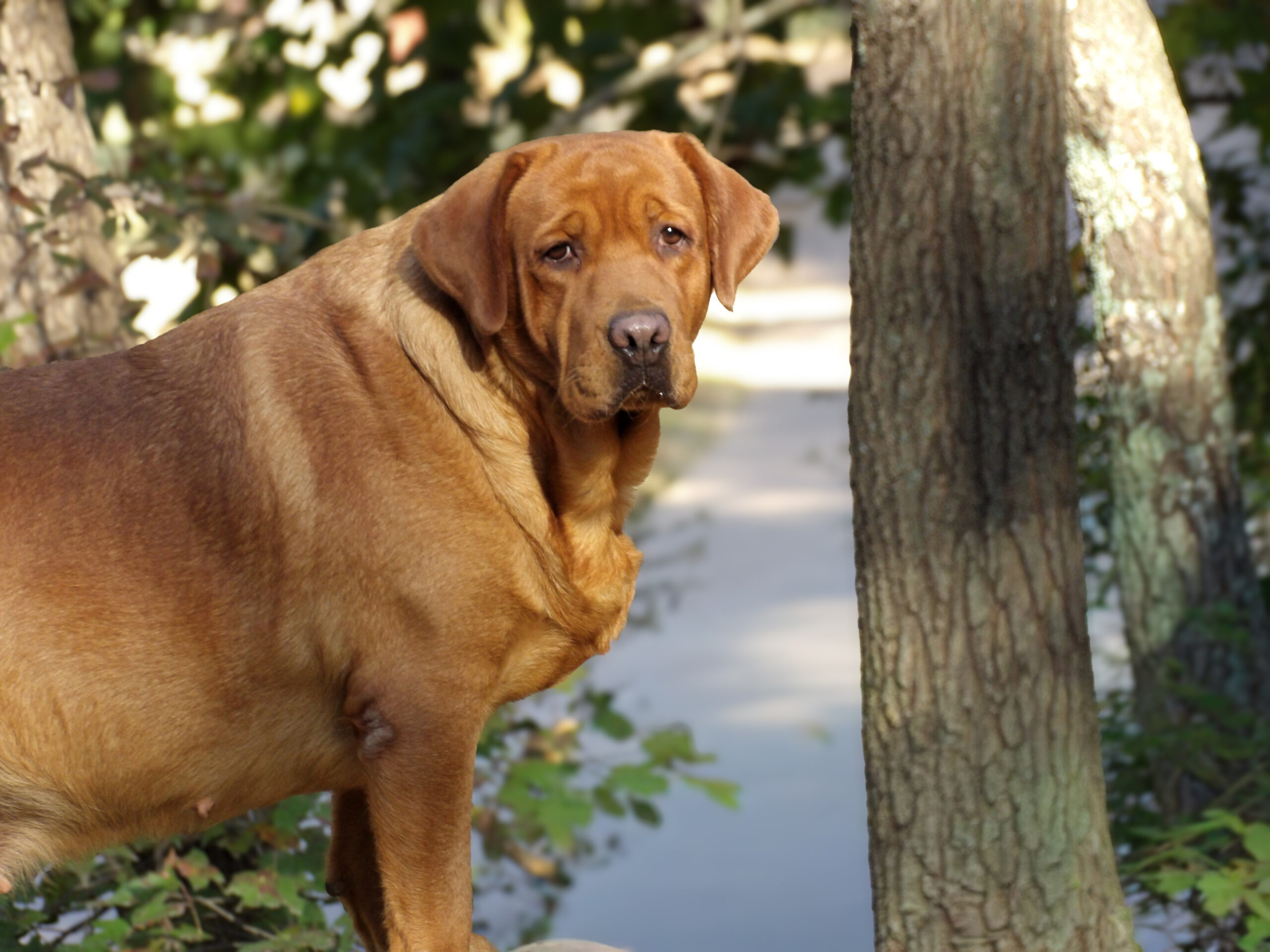 English/Show Fox Red Labrador Retrievers