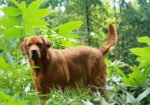 English/Show Fox Red Labrador Retrievers