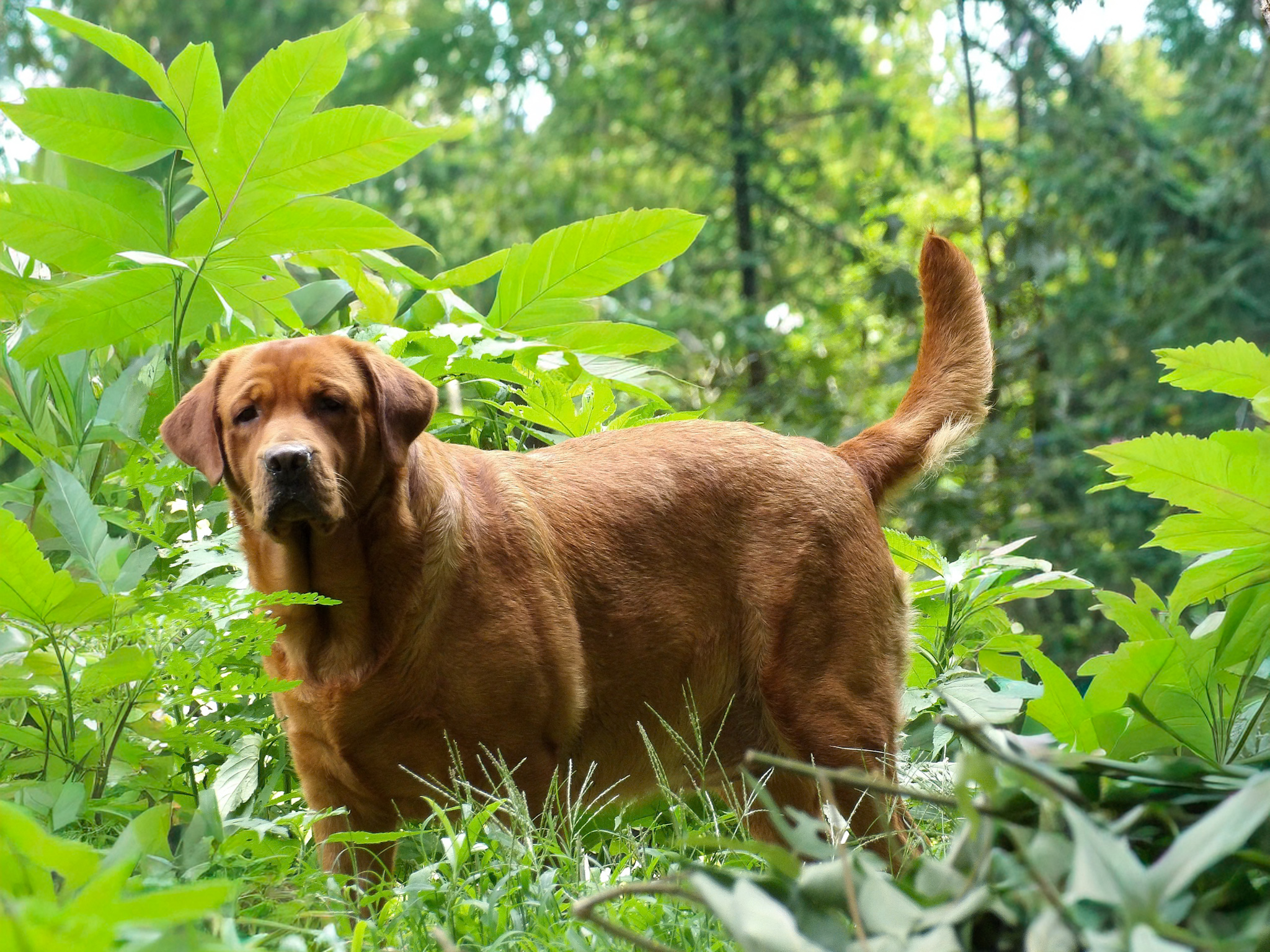 English/Show Fox Red Labrador Retrievers