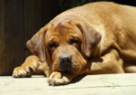 English/Show Fox Red Labrador Retrievers