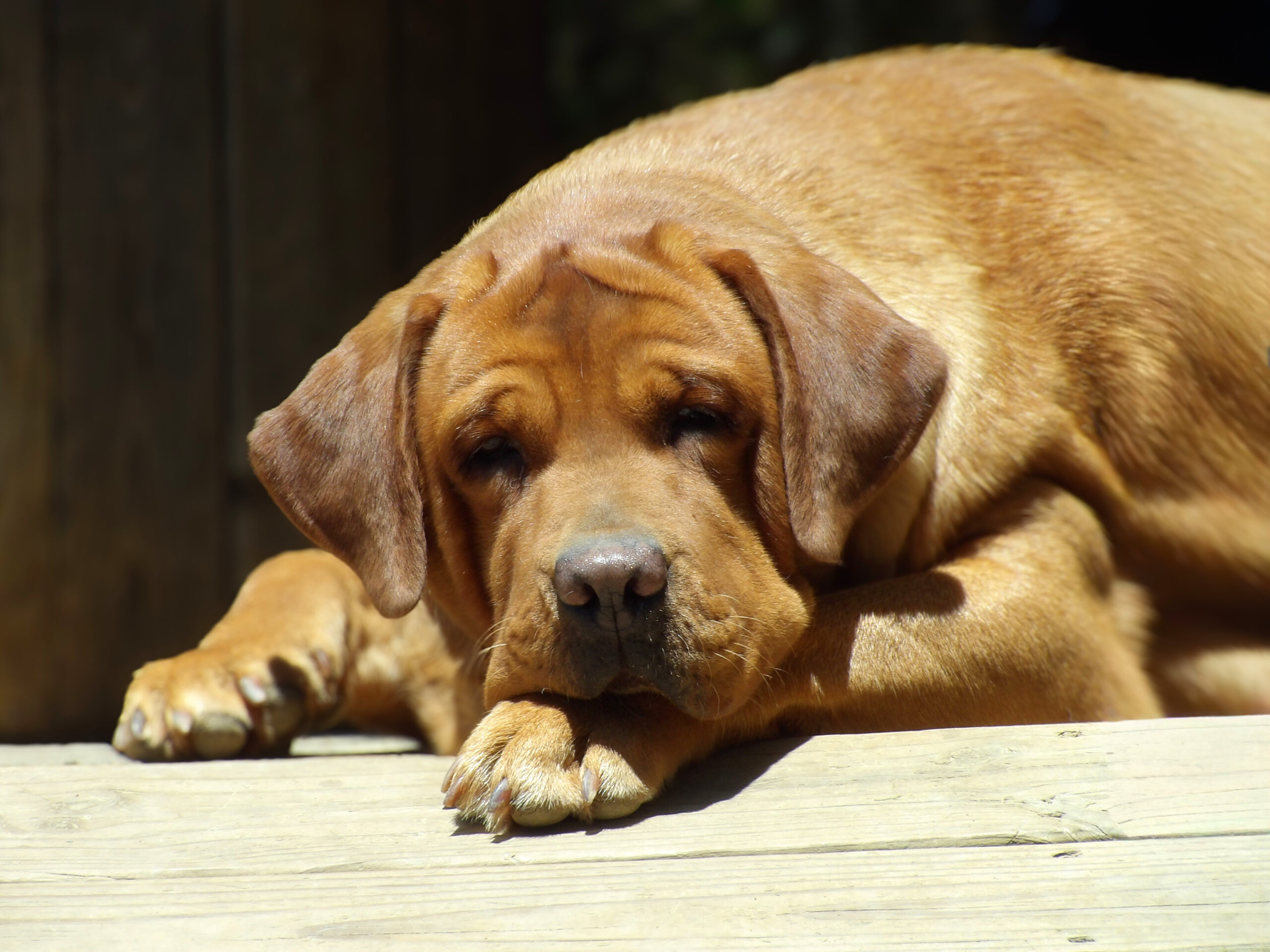 English/Show Fox Red Labrador Retrievers