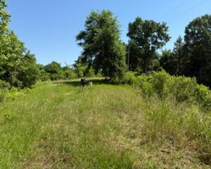 53-Cliffs-Plantation-Pic-1