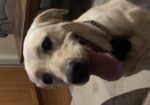 AKC Black Labrador Retriever Pups READY NOW