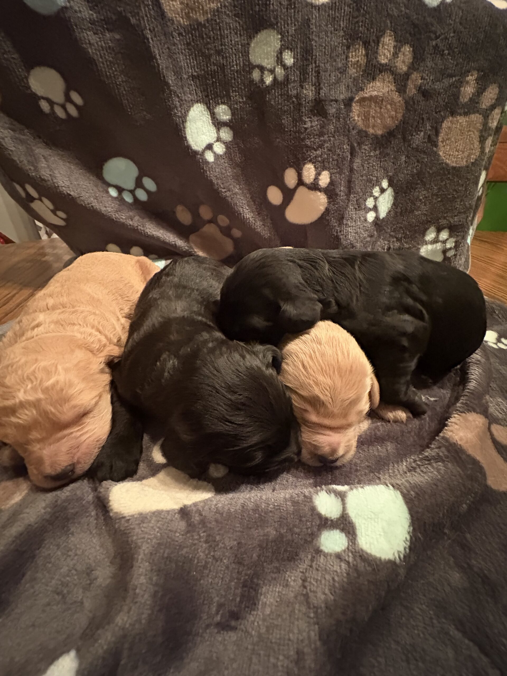 Golden doodle puppies