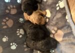 Golden doodle puppies