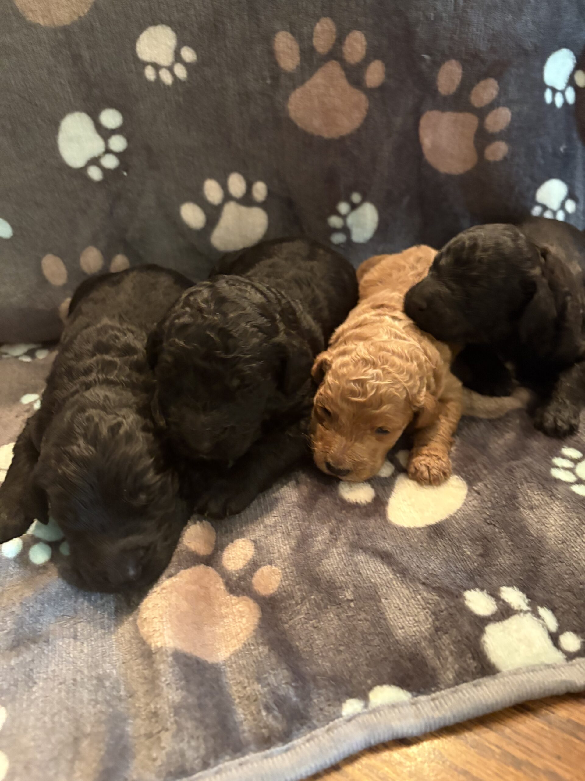 Golden doodle puppies