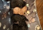 F1B Standard Goldendoodle Puppies
